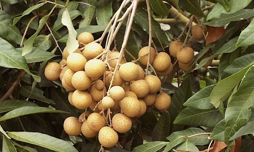 "No mắt" nhìn nhãn Ido trĩu quả thu tiền tỷ ở miền Tây