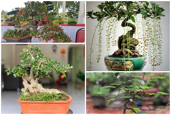 Sửng sốt 4 loại cây cảnh đẹp mê ly lên đời từ cỏ dại