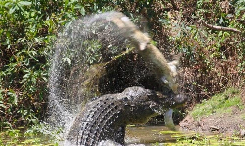 Thêm cảnh cá sấu khổng lồ ăn thịt đồng loại máu lạnh