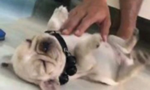 Chó con ngủ say như chết bất ngờ nổi tiếng trên MXH