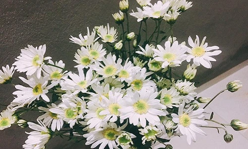 Cách trang trí nhà đẹp tinh khôi với cúc họa mi