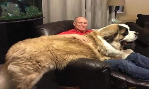 15 chú chó bự khổng lồ nhưng lúc nào cũng tưởng mình bé bỏng lắm