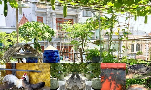 Phục lăn bố 8x trồng rau, nuôi gà cá phủ kín sân thượng