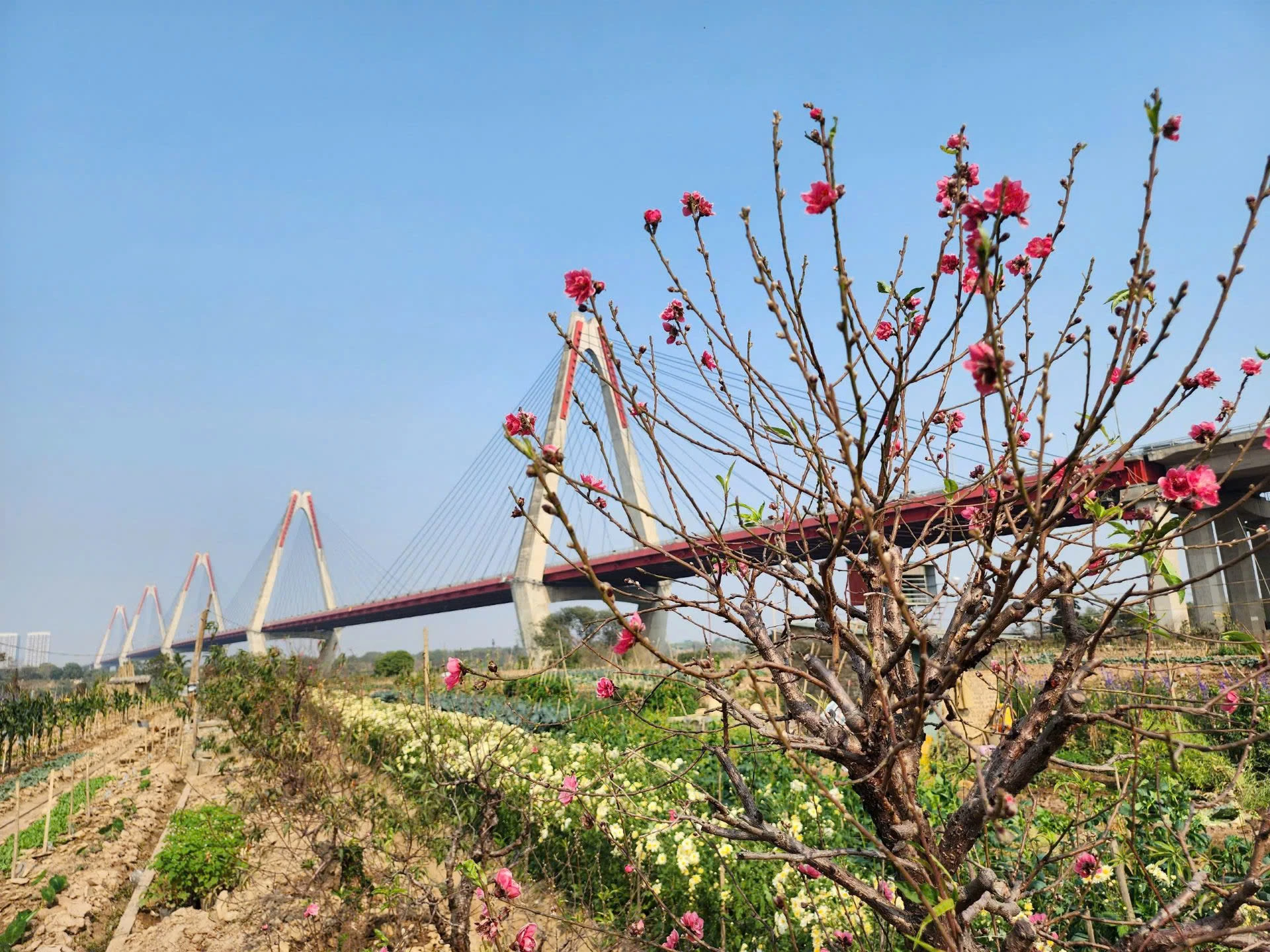 Ngày cuối năm vào thăm những vườn đào ven sông Hồng hồi sinh
