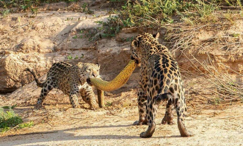 Ảnh động vật tuần: Mẹ con báo đốm cắn trăn, hươu đực gọi tình...