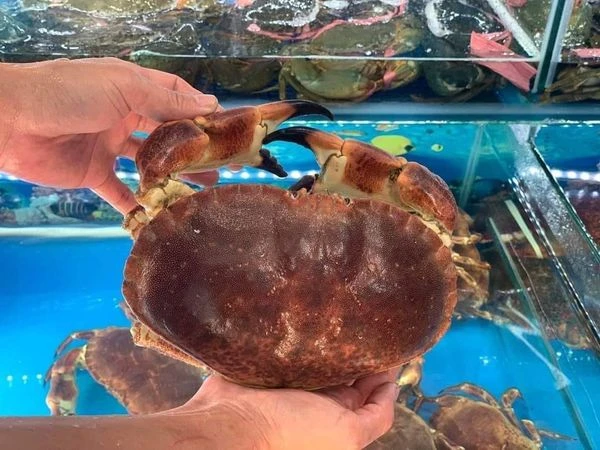 Sự thật về cua nâu Nauy siêu gạch đang gây “bão” chợ mạng