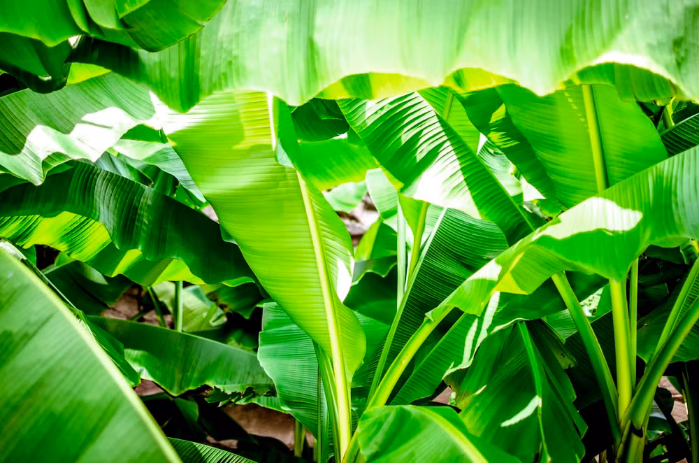 Bật mí loại lá vứt đi ở Việt Nam sang nước ngoài nửa triệu