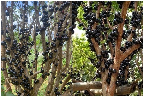Loại nho quả mọc chi chít gây sốt thị trường có gì đặc biệt?