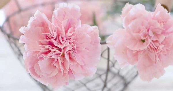 3 con giáp được cấp trên ghi nhận, tiền tài tươi sáng trong tháng 11 Âm lịch 