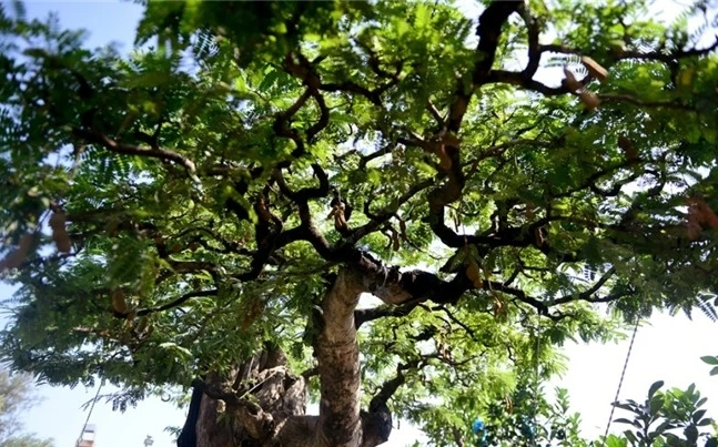 Tận thấy cây me cổ thụ 3,5 tỷ đồng gây xôn xao