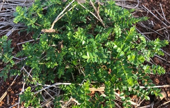 Cây mọc bờ bụi giúp nông dân kiếm tiền tỷ đặc biệt cỡ nào?