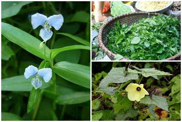 Cây dại cho lợn ăn “hóa” đặc sản khiến dân thành phố thích mê