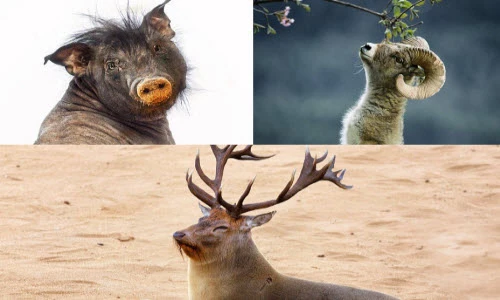 Những quái vật kinh dị chỉ xuất hiện trong giấc mơ