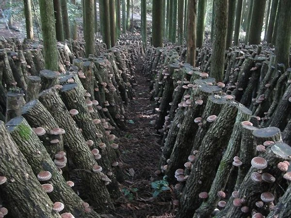 Nấm hương Nhật gần chục triệu đồng/kg hút khách có gì độc?