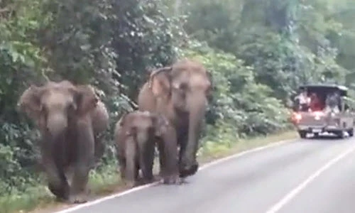 Voi tức giận điên cuồng tấn công du khách