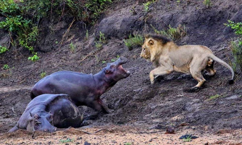 Ảnh động vật tuần: Hà mã đuổi sư tử khát máu, vẹt khóa môi...