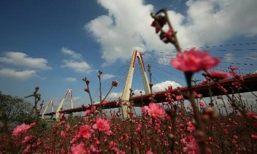 Vườn đào Nhật Tân bung nở tuyệt đẹp trước Tết Nguyên đán 2019