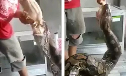 Rợn người cảnh trăn khổng lồ ngấu nghiến gà trong nhà dân