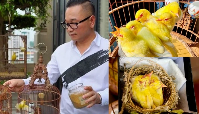 Cận cảnh đàn chim đột biến hàng chục tỷ của đại gia Hà thành