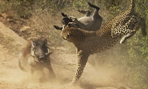 Lợn lòi mẹ liều mạng tấn công báo gấm bảo vệ con