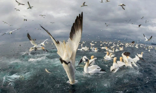 Ảnh động vật tuần: Chim ó biển lao như tên lửa, dê trèo cây...