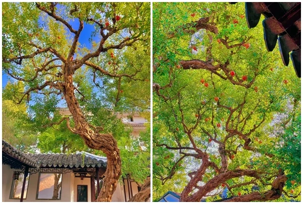 Cận cảnh cây lựu chi chít quả “sốt rần rần” cộng đồng mạng