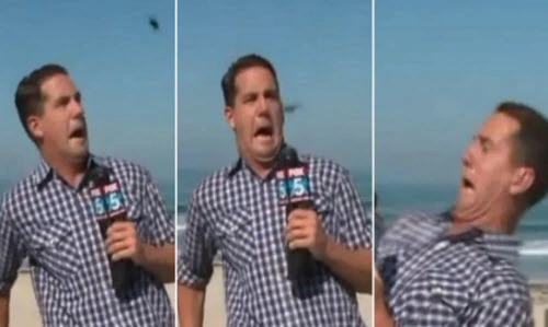 Phóng viên la hét khi thấy côn trùng trên sóng trực tiếp