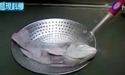 Kinh ngạc clip cá chép bơi tung tăng sau khi... rã đông