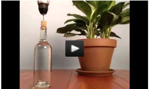 Cách giữ ẩm tuyệt vời cho cây khi vắng nhà