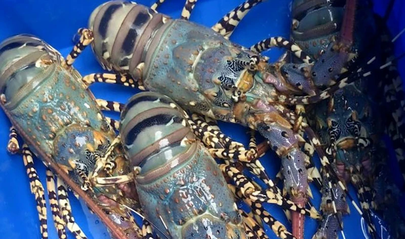 Sự thật “ngã ngửa” về tôm hùm chỉ dành cho giới nhà giàu