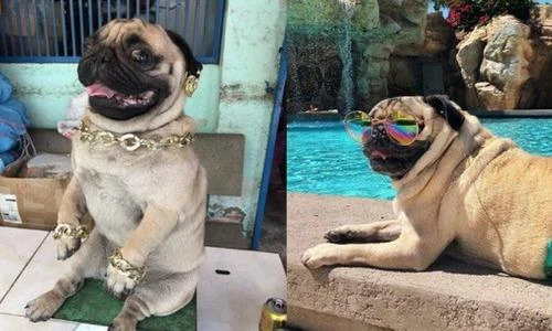 Chú chó khoe đồ hiệu hơn cả “rich kid” khiến dân mạng phát sốt 