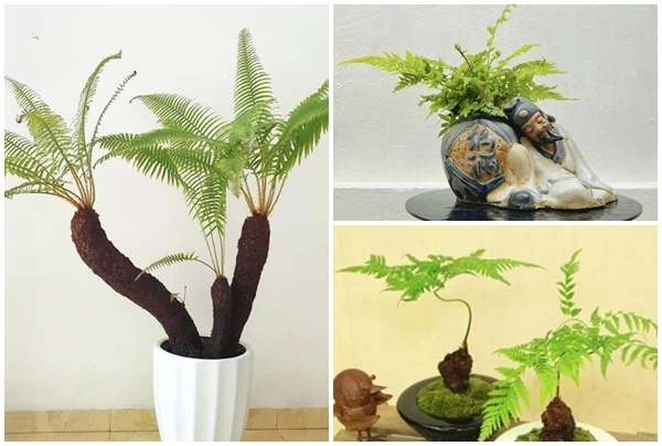 Cây dại bờ bụi lên chậu thành bonsai 10 triệu đồng/chậu