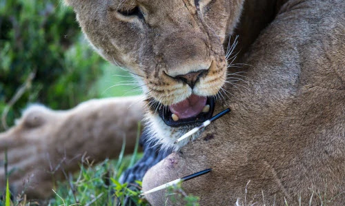 Tận mắt sư tử đau điếng nhận đòn của nhím