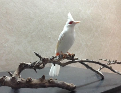 Chim quý giá khủng - núi tiền của đại gia Việt