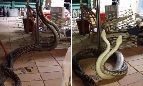 Ảnh động vật tuần: Trăn khổng lồ quyết chiến trong... nhà bếp