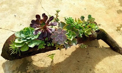 Mê tít tiểu cảnh sen đá trồng trên thân cây