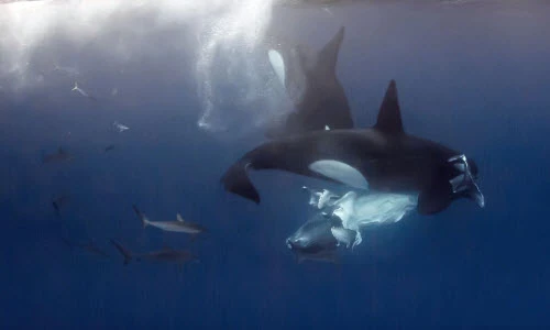 Cá voi mẹ bất lực nhìn con bị cá heo giết hại