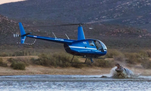 Ảnh động vật tuần: Hà mã tấn công trực thăng, dê trèo cây...