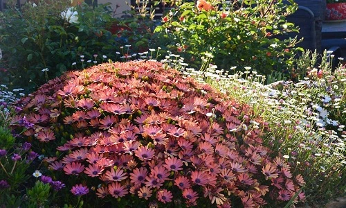 Lạc vào vườn hoa 700m2 của mẹ Việt ở Australia