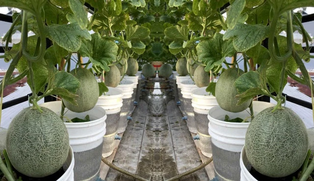 Đã mắt những vườn dưa lúc lỉu trên sân thượng