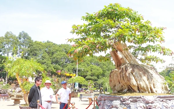 Cận cảnh bằng lăng 200 năm xoay tự động gây sốt phố núi