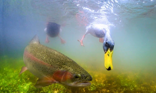 Kịch tính cảnh vịt hỗn chiến cá hồi tranh thức ăn