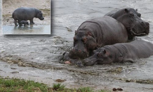 Hà mã con chết thảm trong vòng vây đồng loại