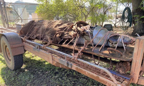 Ảnh động vật: Bắt được cá sấu khổng lồ sập bẫy ở Australia