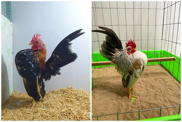 Gà thích mát-xa, uống rượu để “giữ dáng” 50 triệu đồng/con