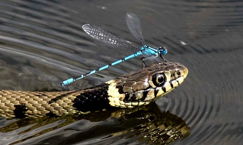 Ảnh động vật tuần: Chuồn chuồn cả gan đậu trên đầu rắn