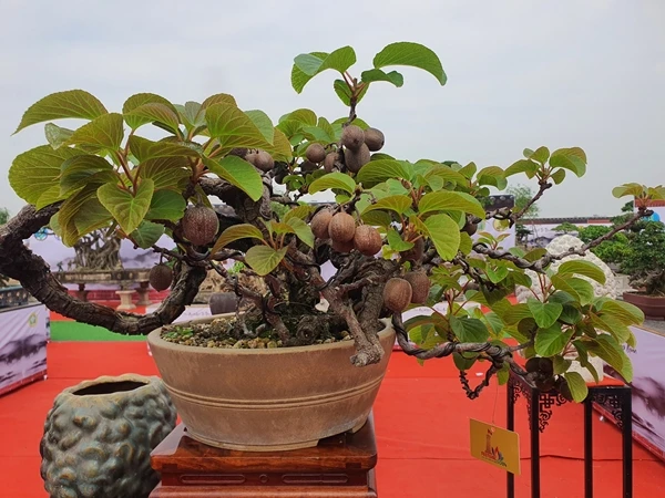Loại quả quen thuộc bất ngờ lên chậu thành bonsai 60 triệu đồng