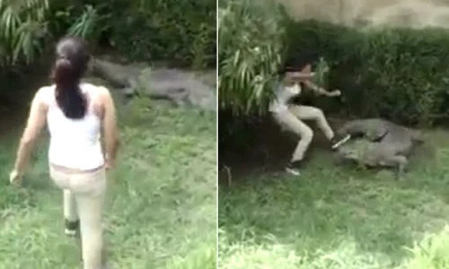 Hậu quả khôn lường khi trêu chọc cá sấu