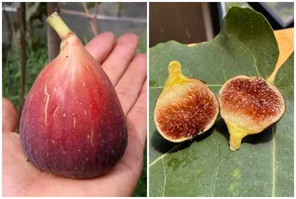 Giống sung khổng lồ 300.000 đồng/kg vẫn hút khách mua 