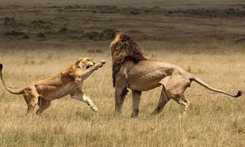 Sư tử cái nổi đóa tát bạn tình thiếu quan tâm
